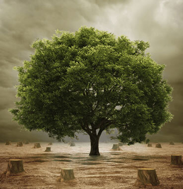  Prevent Deforestation
